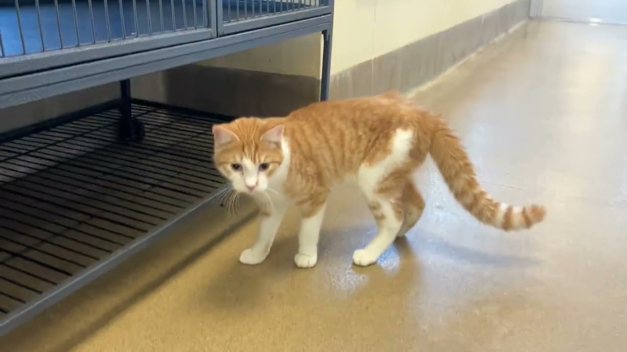 Enlarge Billy Bob, an adopted Domestic Short Hair in Eatontown, NJ video 3/3