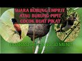 Suara Pikat Burung Emprit Suara Burung Pipit