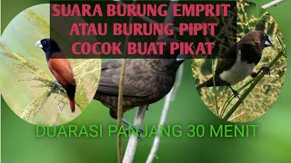 Download lagu Suara Pikat Burung Emprit || Suara Burung Pipit mp3