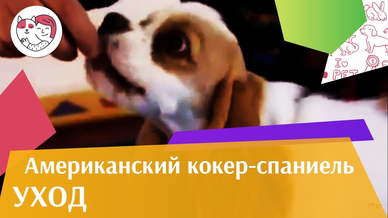 Американский кокер спаниель Уход и содержание на iLikePet