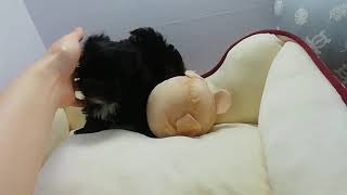 ハーフ犬の動画01