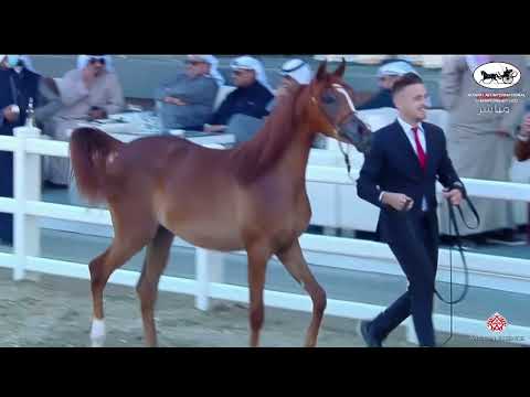 N 11 MARWA AL HAMAD   Kuwait A H  International Championship 2022   Yearling Fillies Class 1A
