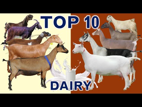 Top 10 Best Goat Breeds in the World for Milk Production with Sales Revenue in US Dollar $ per Goat