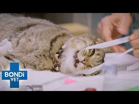 Cat’s Strange Symptoms Baffle Vet 🤔 S10 Ep 12 | Bondi Vet