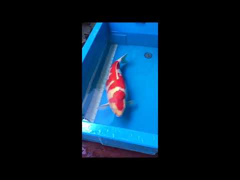 Grand Champion A 3rd Bogor Young Koi Show 2014