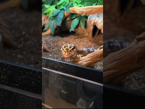 Feeding my reptiles insects named after your exes and bullies part 3, the finale!