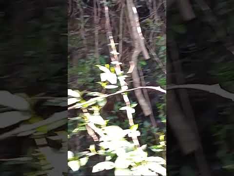 Minas de Corrales - Uruguay - Antigüa Bocamina de extracción de oro #oro #gold #naturaleza #rivera