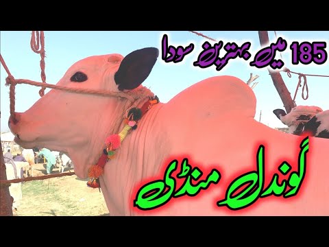 185 mae soda Gondal Mandi Attock  Latets update ll Part 01 ll Dhani bulls
