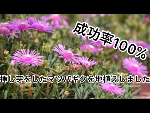 園芸 円筒葉のデロスペルマ