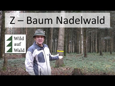 🌲Find the tree of the future in the coniferous forest to successfully practice forestry!