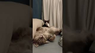 [問題/睡覺] 講夢話