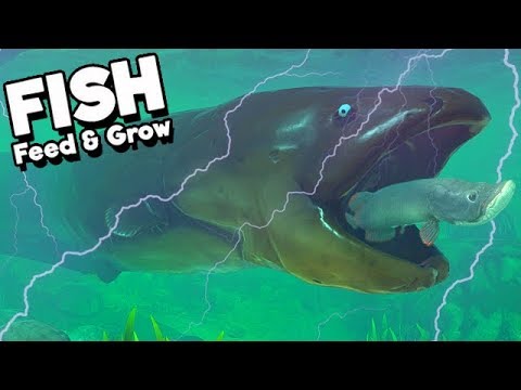 Feed and Grow Fish Gameplay German - MEGA ELECTRIC EEL