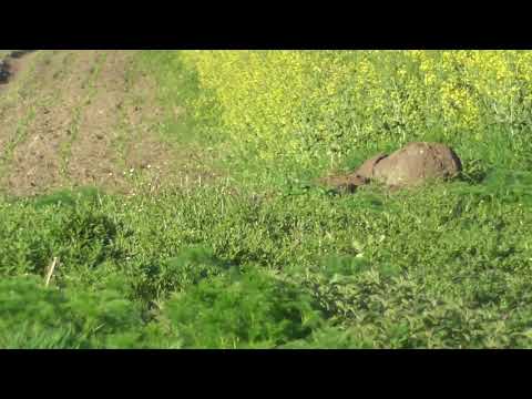Fallenfuchs-wie eine Anzeige nach hinten losgeht
