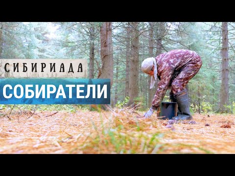 Собиратели дикороса в тайге | СИБИРИАДА