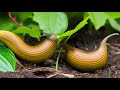 How to Create a Habitat for Your Pet Slug: Substrate, Feeding, and Leopard Slug Care Guide