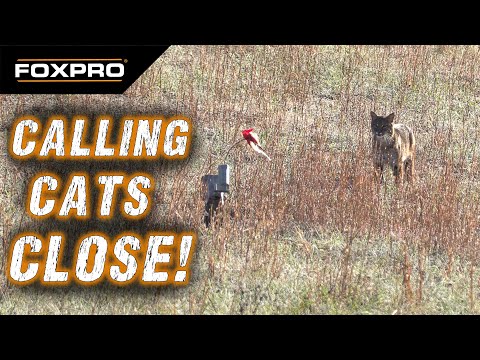 Prime Time! Bobcat And Coyote Hunting