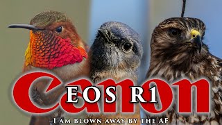 Final day out with a rented Canon R1 - most amazing body I have ever shot - simply mind-blowing!