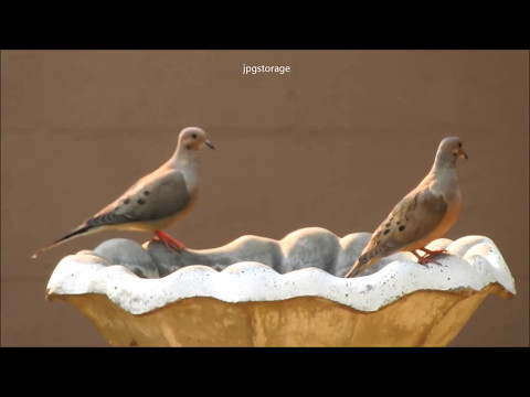 Mourning Dove on Bird Bath