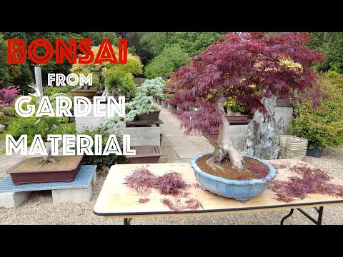 Creating Bonsai from Garden Material... PART 4 - Greenwood Bonsai Studio