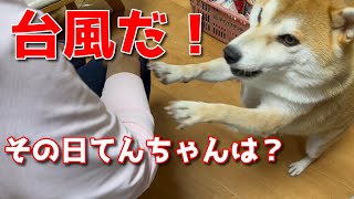 【京の柴犬】てんちゃんの台風の一日　太郎の犬モノガタリ第467話