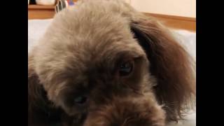 [こたろう] こたろうのガム食べ垂れ流し動画 #1