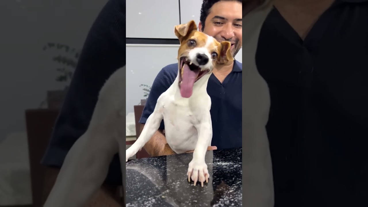 Jack Russell Dog Laughing Meme Template 2023.😂