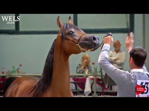 N.43 MAGESTY KA - Wels 2018 - 2 Years Old Colts (Class 4)