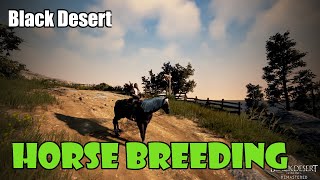 Black Desert Beginner Horse Breeding Guide