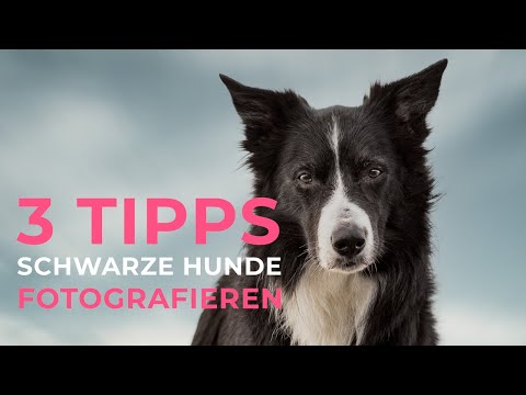 3 Tipps - Schwarze Hunde fotografieren