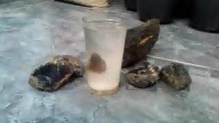 How to Check Natural Amber Stone Easily