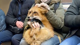 When Animals Act Like Comedians In The Subway😂