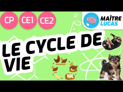 Le cycle de vie des êtres vivants CP - CE1- CE2 - Cycle 2 - Questionner le monde