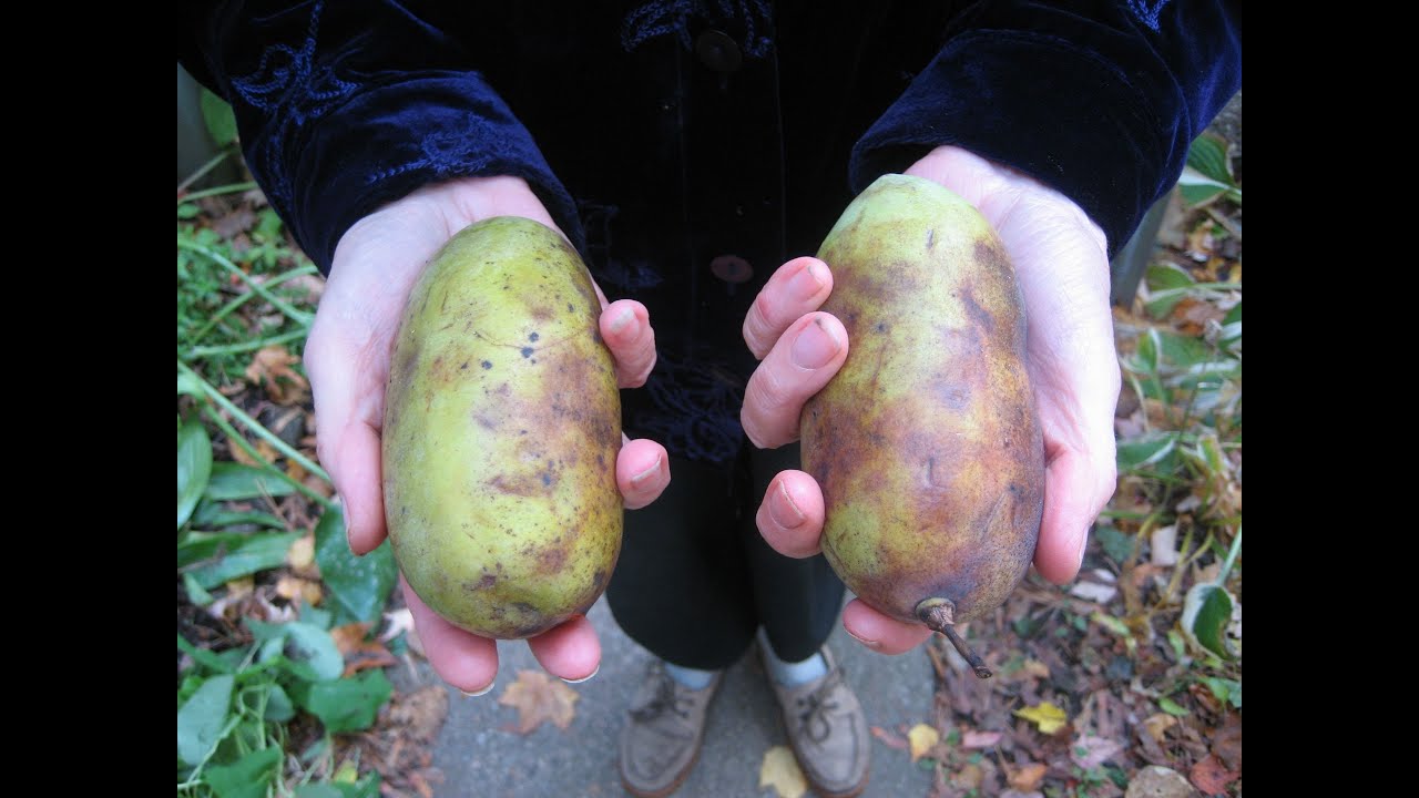 Do pawpaw trees grow in New England? Tipseri