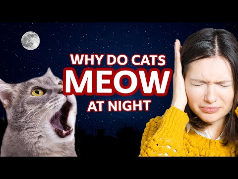 Why do cats meow at night?