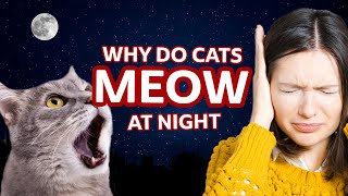 Why do cats meow at night?