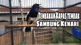 Download lagu Kacer Isian Kenari Gacor Full Ngerol Panjang mp3
