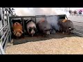 Pig Races Popular At New Jersey State Fair