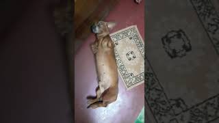 jack is playing . video
