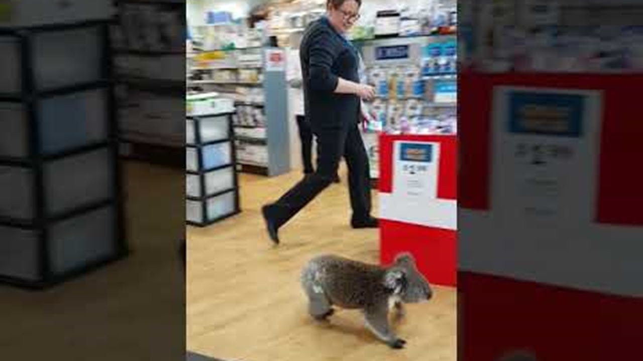 Коала заходила в аптеку три раза за день