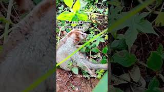 Download lagu oces endemik jawa barat #oces #humansnature #nature #video mp3