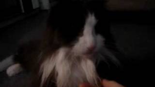 Nikki Tuxedo Cat White Grey Long Hair