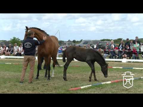 NF183 Stutfohlen von Zuccero - Limbus - Corleone