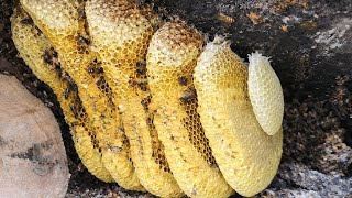 Download lagu ⁷The beehive was only a few centimeters away - but accessing it was no easy feat. mp3