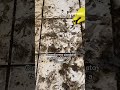 DID I CLEAN IT How To Renew Your Floor Asmr Cleaning Cleaning Oddlysatisfying