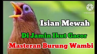 Download lagu Masteran burung wambi full isian mp3 Download lagu Masteran burung wambi full isian mp3