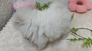 ポメラニアンの動画01