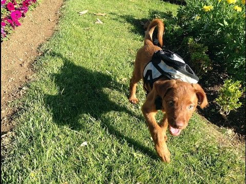 Primer paseo de CANDELA y YAREL ( en adopción / for adoption )