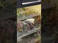 アカハライモリ販売｜東京都大田区ピュアアニマルのYouTubeサムネイル画像