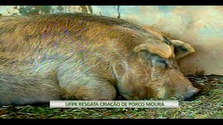 Miniatura do vídeo