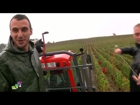 comment participer aux vendanges